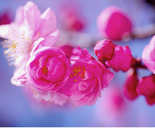 해바라기 이미지